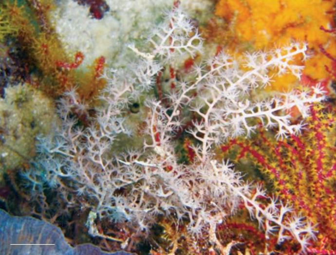 Представитель Семейства Keroeididae